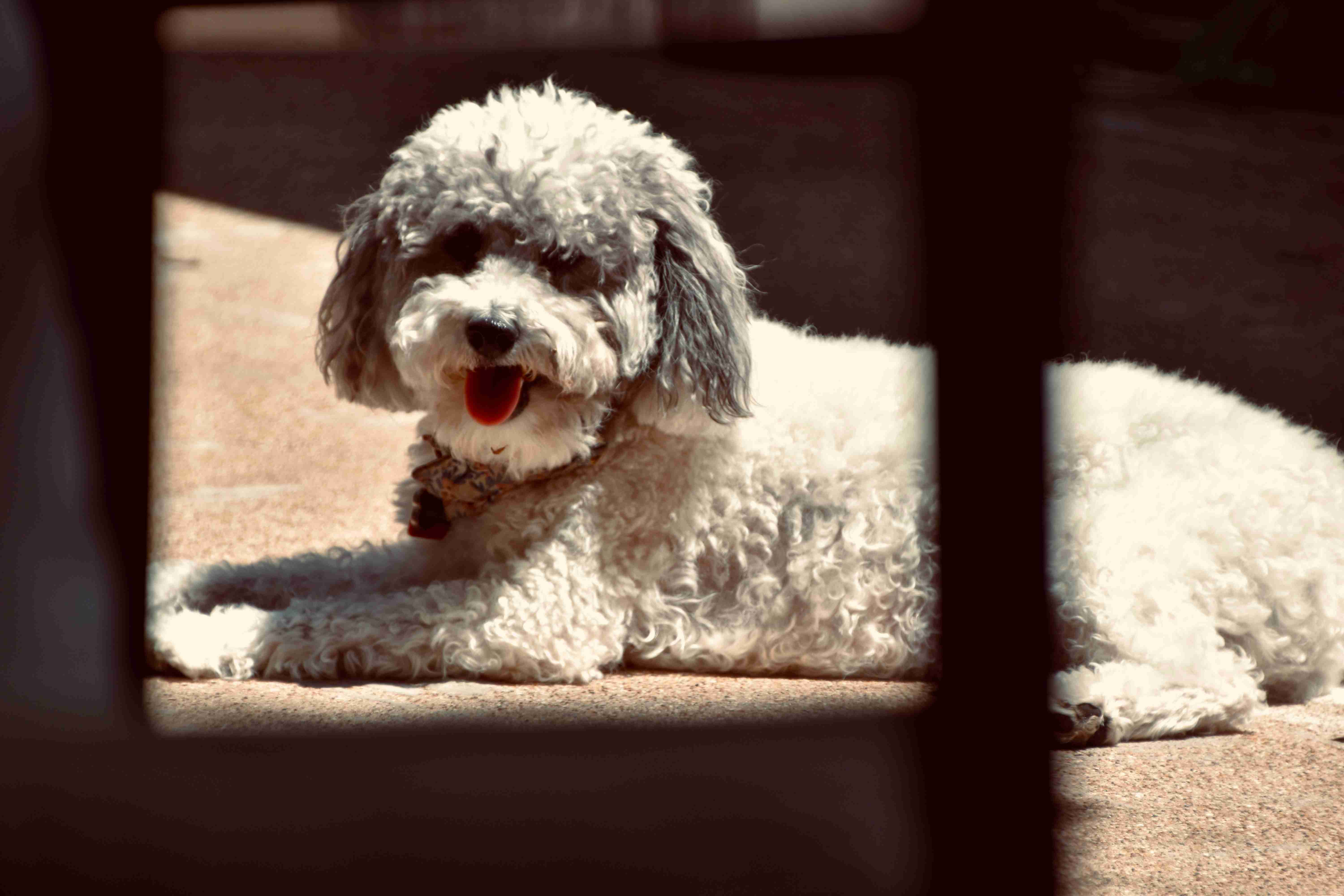 Are Poodles more prone to certain types of cancer?